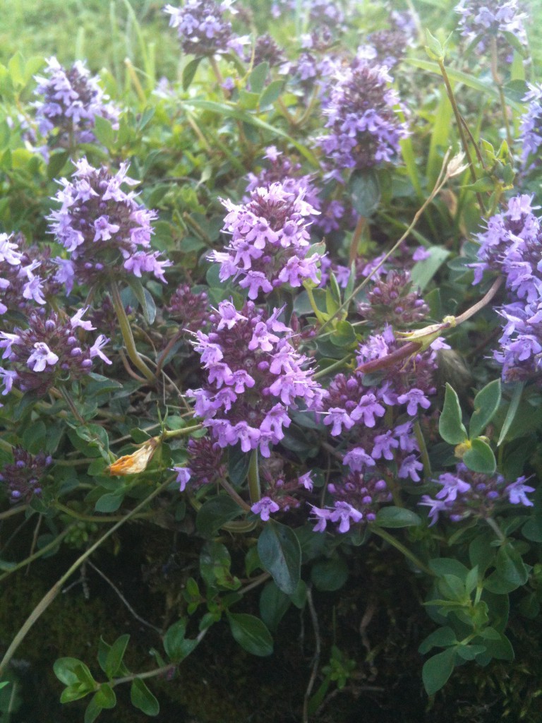 4-18-Fleur.jpg