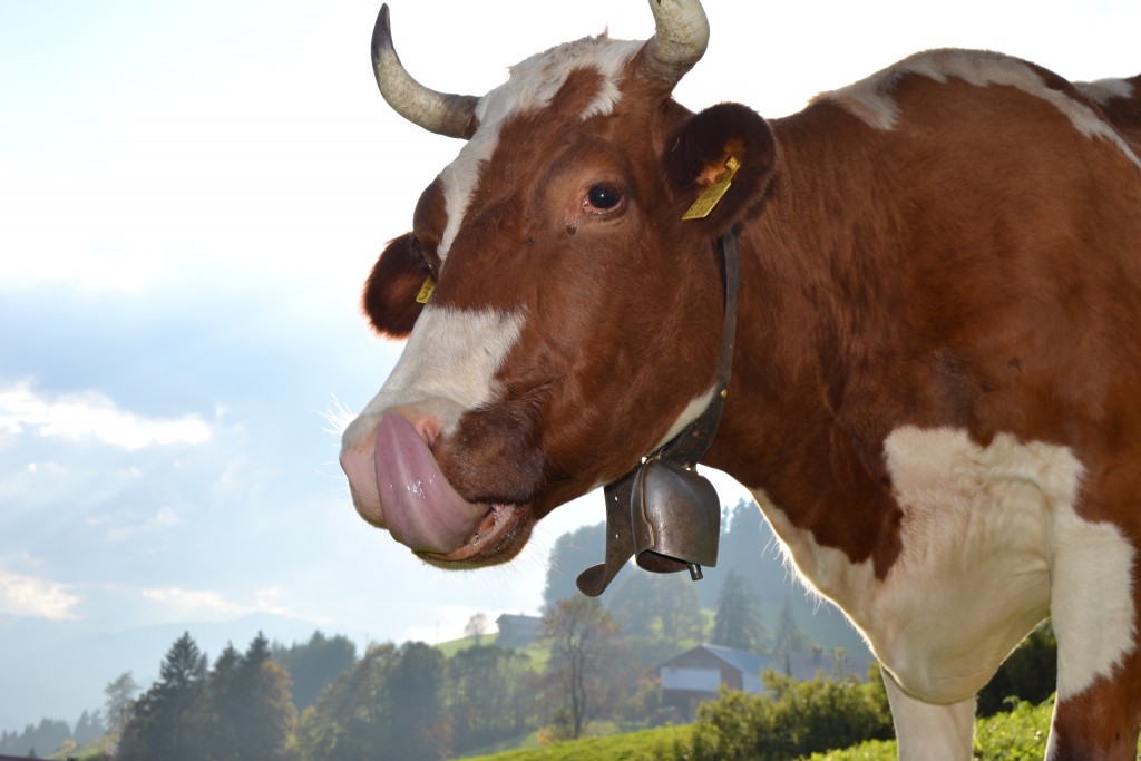 6-5-vache1