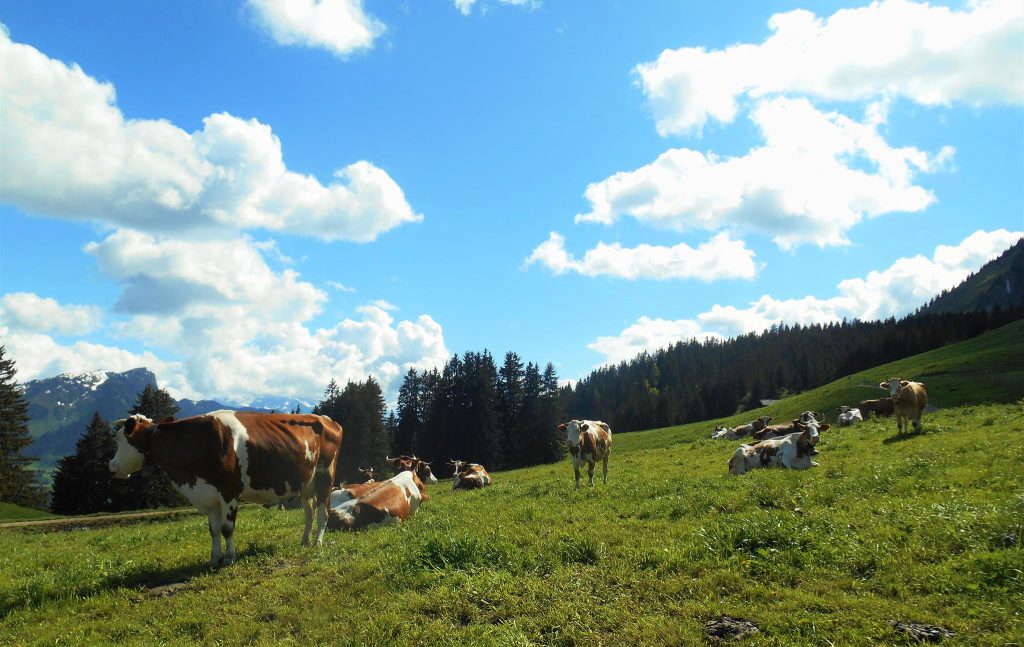 7-1-vache