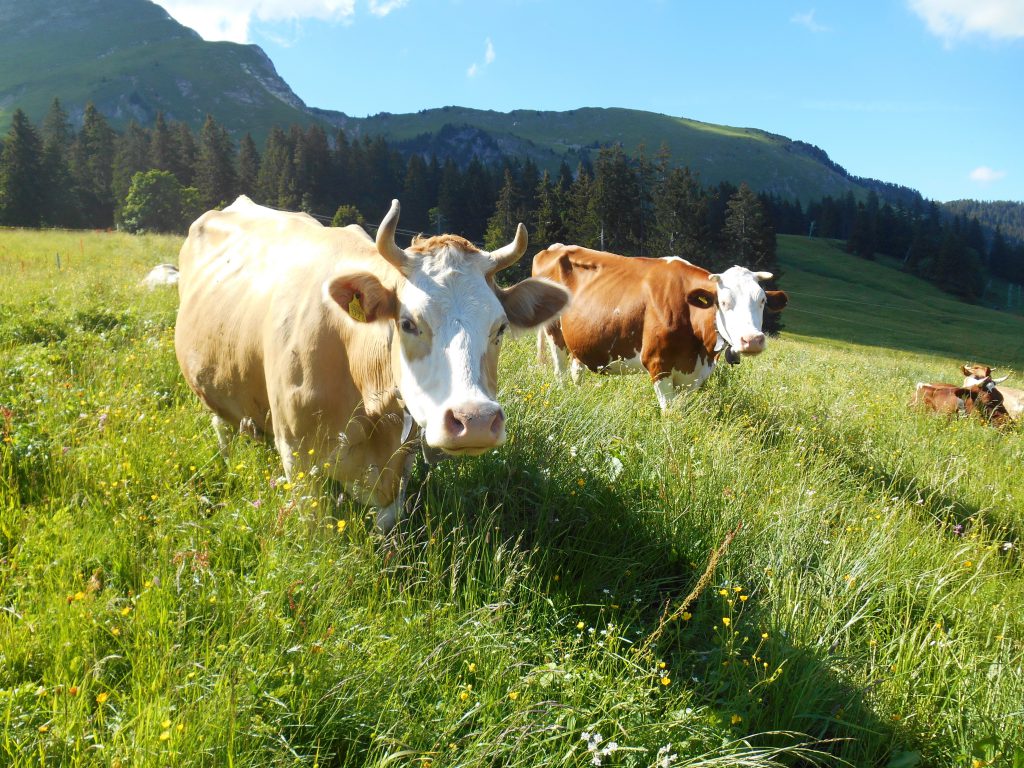 7-2-vache