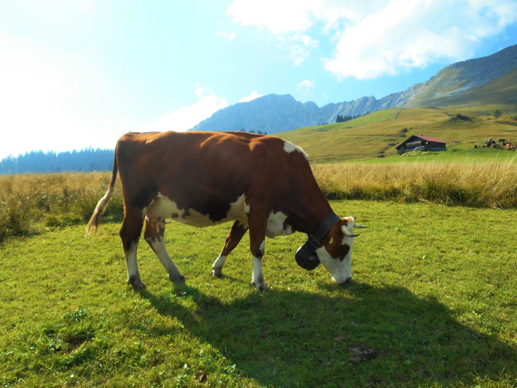7-3-vache