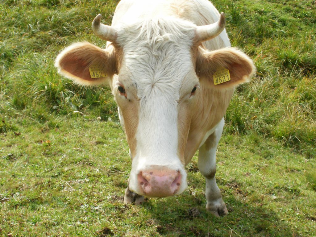 7-4-vache