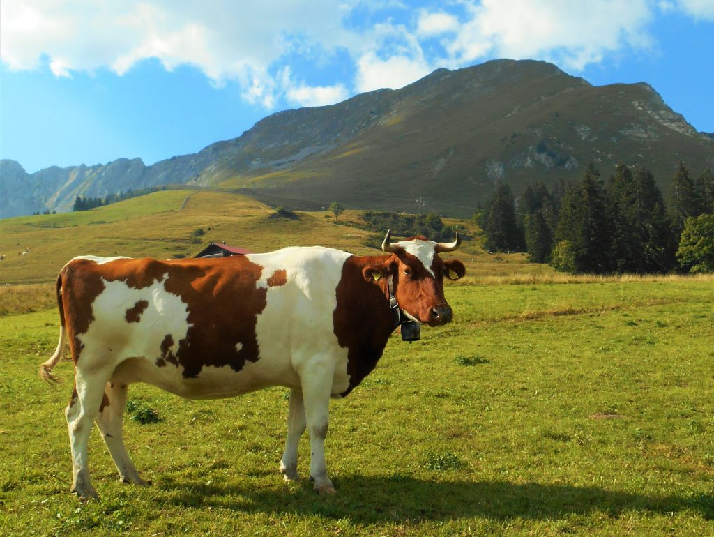 7-5-vache