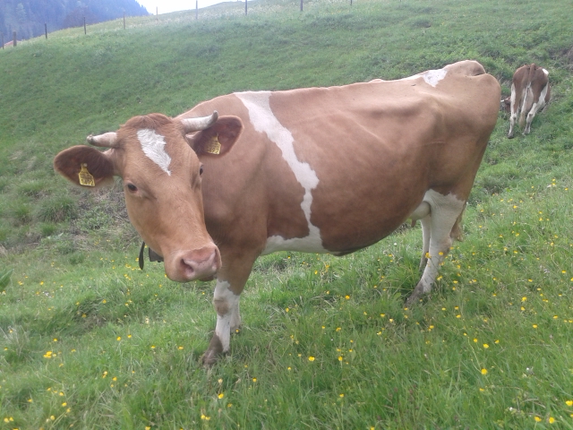 7-6-vache